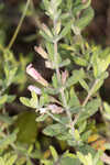 Florida calamint